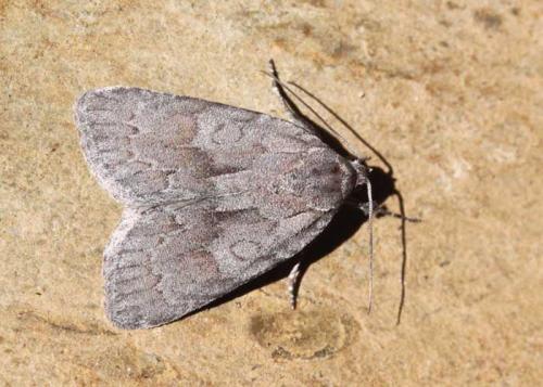 Bryonycta pineti