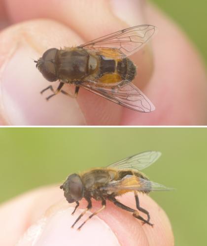 Eristalis arbustorum