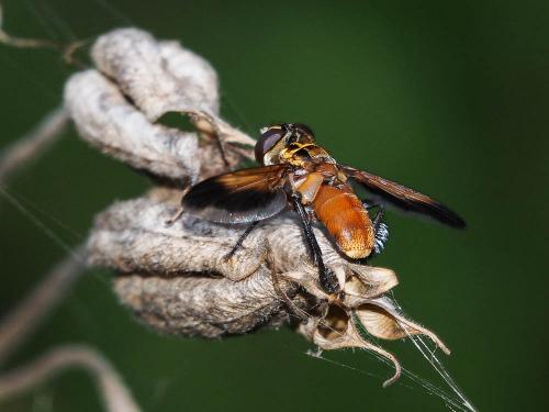 Trichopoda pictipennis