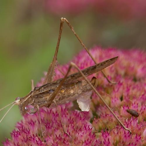Tylopsis lilifolia