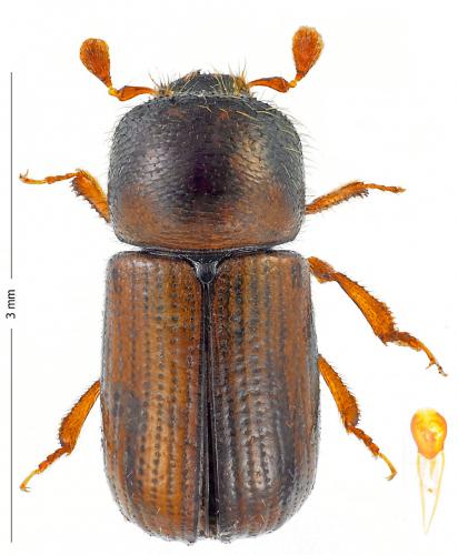 Réf. 171 531 : Trypodendron lineatum