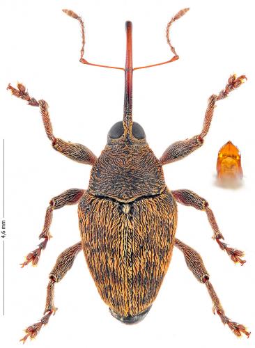 Réf. 171 616 : Curculio glandium