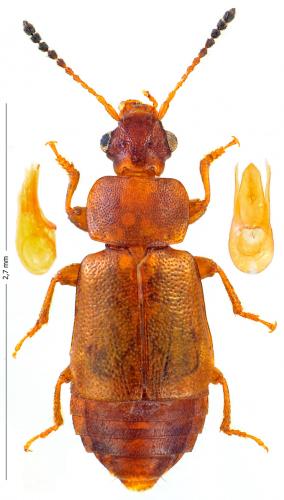 Réf. 171 937 : Eusphalerum luteum