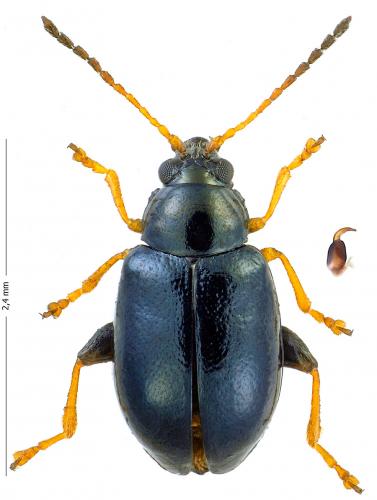 Réf. 171 366 : Aphthona venustula