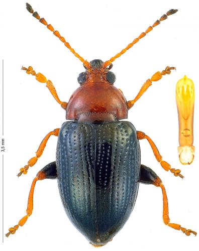 Neocrepidodera melanostoma
