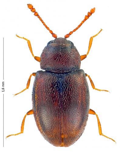 Atomaria sp.