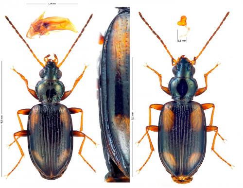 Bembidion bualei bualei