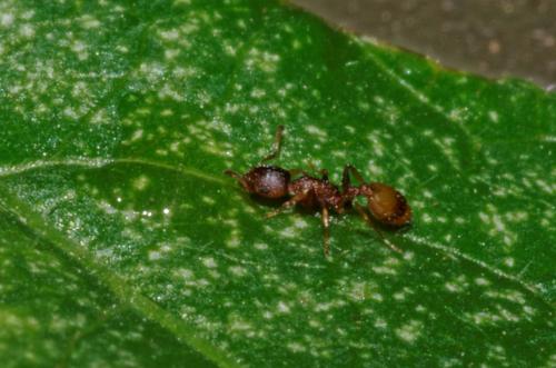 Réf. 171 084 : Temnothorax sp.