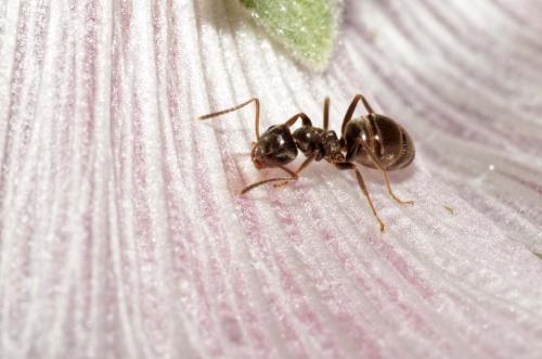Réf. 171 103 : Lasius sp.