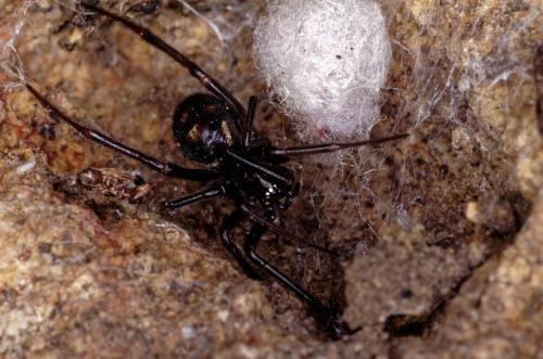 Steatoda grossa