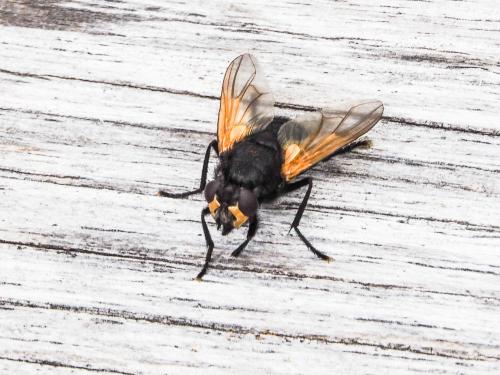 Réf. 171 608 : Mesembrina meridiana