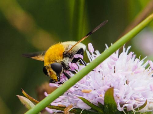 Sericomyia superbiens