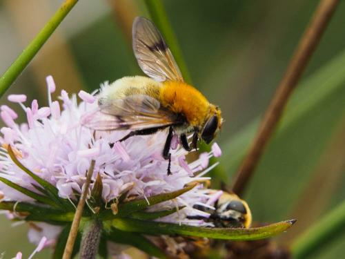 Réf. 171 461 : Sericomyia superbiens