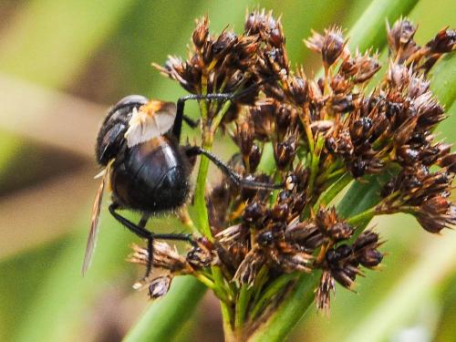 Mesembrina meridiana