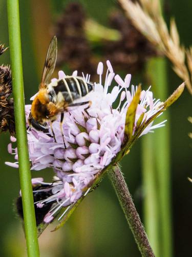 Eristalis jugorum