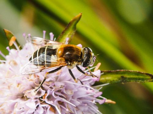 Eristalis jugorum