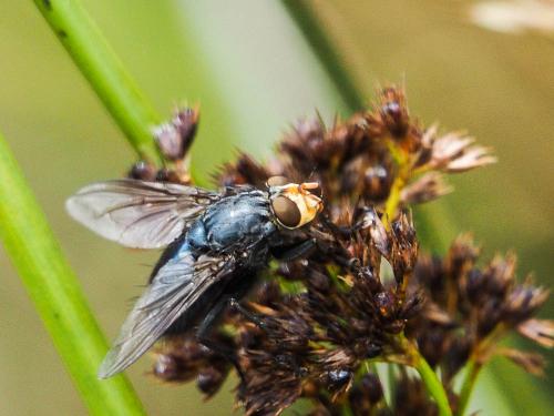 Cynomya mortuorum