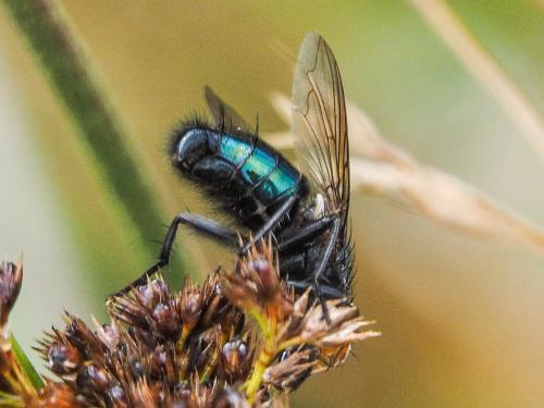 Cynomya mortuorum