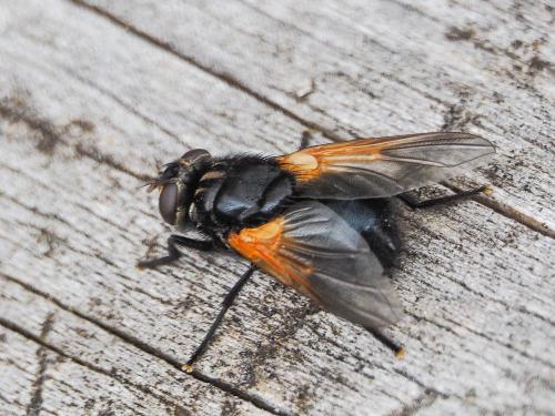 Réf. 171 609 : Mesembrina meridiana