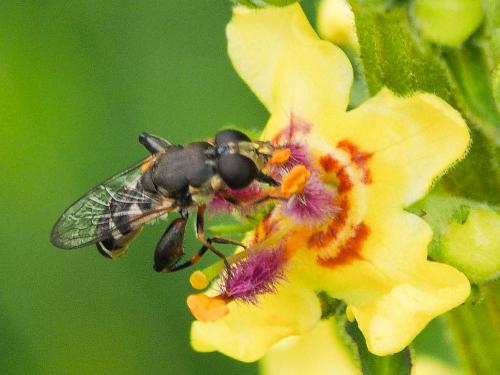 Réf. 171 510 : Syritta pipiens