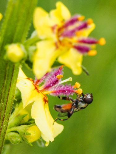 Syritta pipiens
