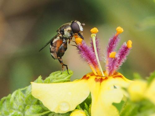 Syritta pipiens