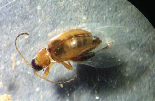 Réf. 171 754 : Longitarsus sp.