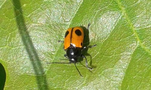 Réf. 171 660 : Cryptocephalus bipunctatus