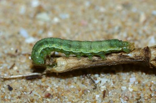 Heliothis maritima