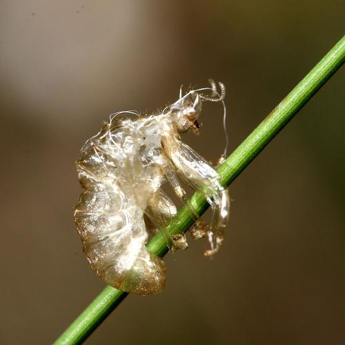 Réf. 171 852 : Mantispa sp.