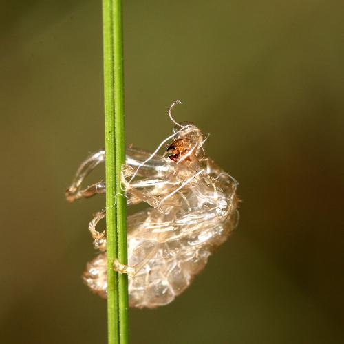Réf. 171 853 : Mantispa sp.