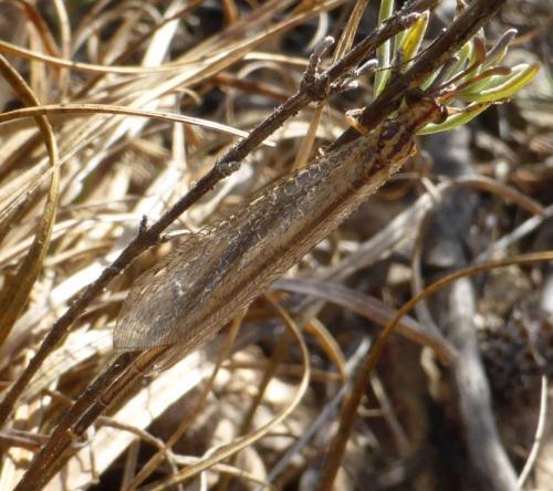 Réf. 171 617 : Macronemurus appendiculatus