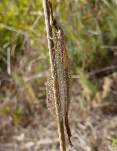 Réf. 171 618 : Macronemurus appendiculatus