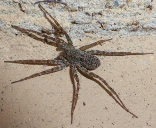 Pardosa sp.