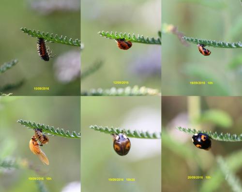 Harmonia axyridis