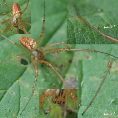 Metellina sp.