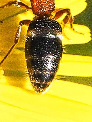 Réf. 171 940 : Krombeinella sp.