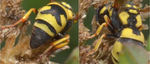 Réf. 171 584 : Parodontodynerus ephippium