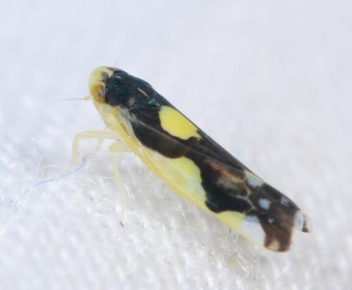 Réf. 171 899 : Eupteryx sp.