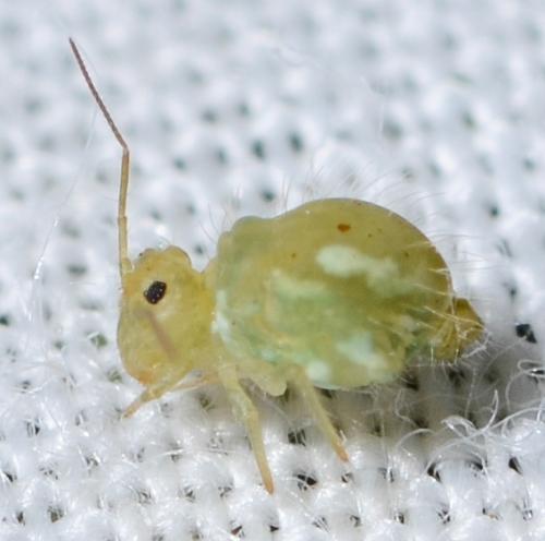 Sminthurus viridis