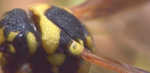 Réf. 171 694 : Parodontodynerus ephippium