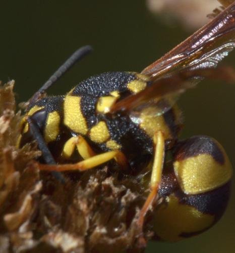 Réf. 171 696 : Parodontodynerus ephippium