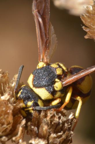 Réf. 171 695 : Parodontodynerus ephippium