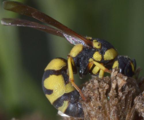 Réf. 171 539 : Parodontodynerus ephippium