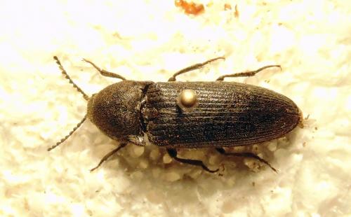 Melanotus punctolineatus