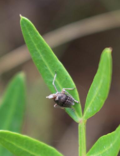 Bursinia sp.