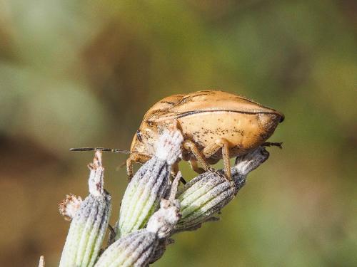 Odontotarsus purpureolineatus