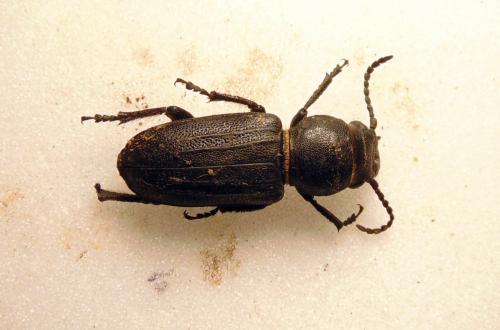 Réf. 171 574 : Spondylis buprestoides