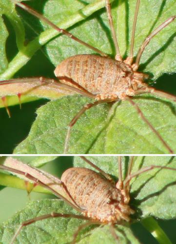 Réf. 171 740 : Phalangium opilio