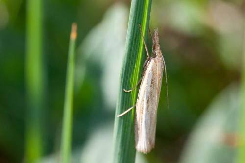 Agriphila tristella